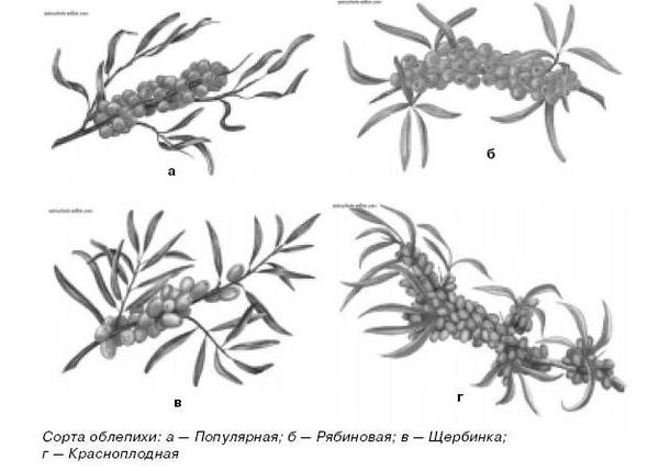 Ирина Иофина - Сбор и хранение урожая