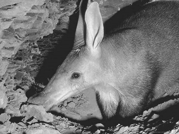 Анатолий Бернацкий - 100 великих рекордов животных