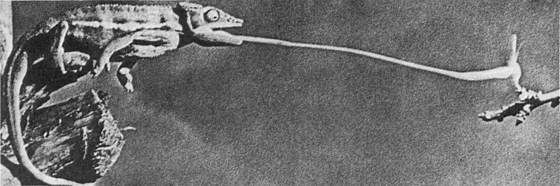 Игорь Акимушкин - Мир животных. Рассказы о змеях, крокодилах, черепахах,...