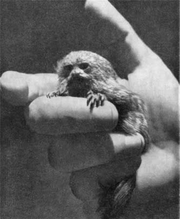 Игорь Акимушкин - Трагедия диких животных