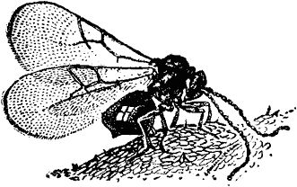 Виктор Гребенников - Тайны мира насекомых