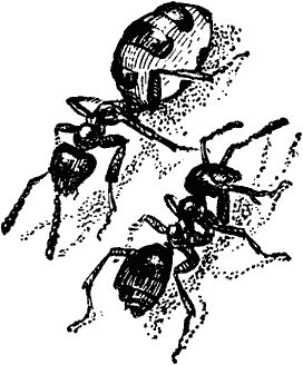 Виктор Гребенников - Тайны мира насекомых