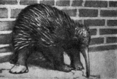 Игорь Акимушкин - Трагедия диких животных