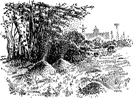 Виктор Гребенников - Тайны мира насекомых