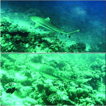 А. Корякина - Дорога в облаках