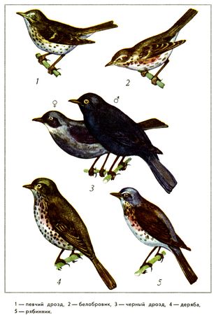 Юрий Дмитриев - Путешествие на всю жизнь