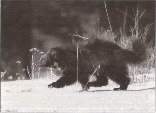 Вадим Бурлак - Неизвестный Нью-Йорк. История. Легенды. Предания