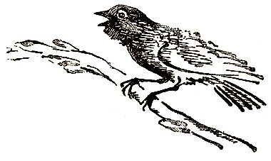 Евгений Чарушин - Охотничьи рассказы