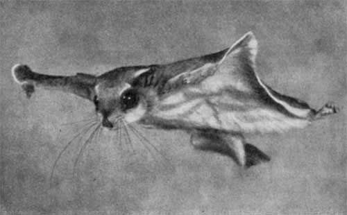 Игорь Акимушкин - Трагедия диких животных