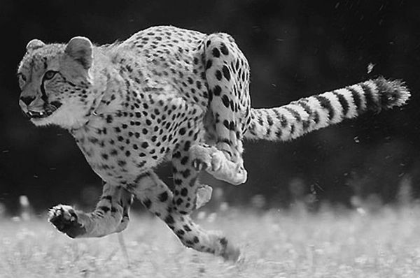 Анатолий Бернацкий - 100 великих рекордов животных