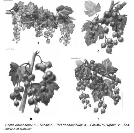 Ирина Иофина - Сбор и хранение урожая