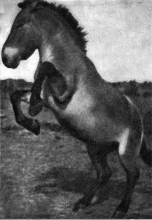 Игорь Акимушкин - Трагедия диких животных