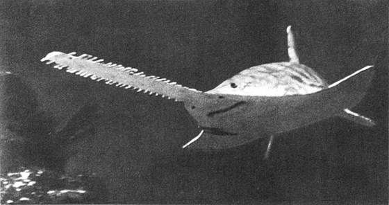 Игорь Акимушкин - Мир животных. Рассказы о змеях, крокодилах, черепахах,...