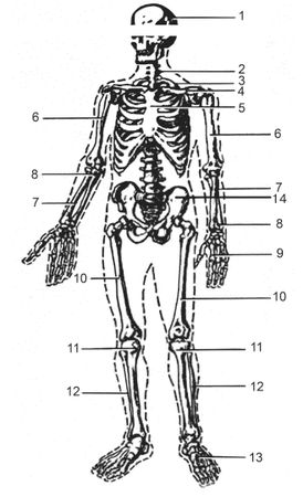 Леонид Дворкин - Подготовка юного тяжелоатлета