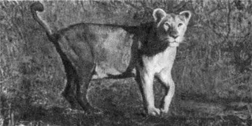 Игорь Акимушкин - Трагедия диких животных