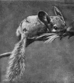 Игорь Акимушкин - Трагедия диких животных