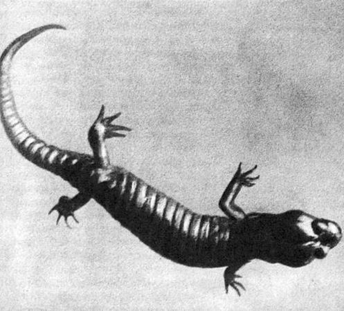 Игорь Акимушкин - Мир животных. Рассказы о змеях, крокодилах, черепахах,...