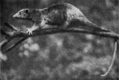 Игорь Акимушкин - Трагедия диких животных