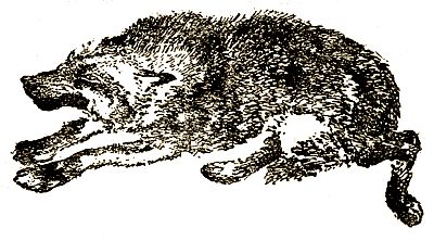 Евгений Чарушин - Охотничьи рассказы