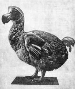 Игорь Акимушкин - Трагедия диких животных