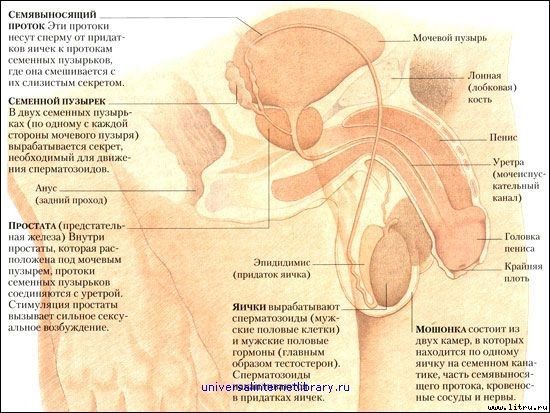 Дорин Мэсси - "Энциклопедия секса": Откровения обо всем: Секс и вы