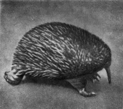 Игорь Акимушкин - Трагедия диких животных