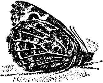 Виктор Гребенников - Тайны мира насекомых