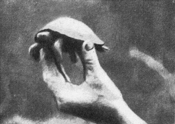 Игорь Акимушкин - Мир животных. Рассказы о змеях, крокодилах, черепахах,...