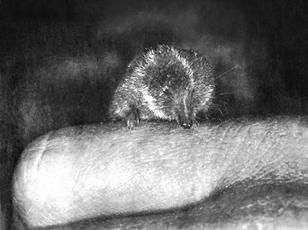 Галина Гальперина, Людмила Смирнова и др. - Рекорды в мире животных