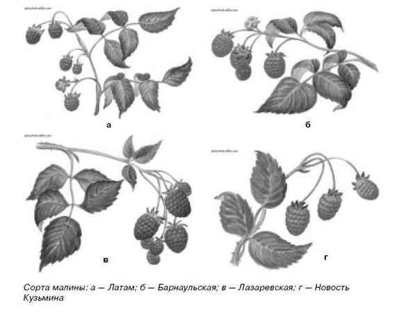 Ирина Иофина - Сбор и хранение урожая