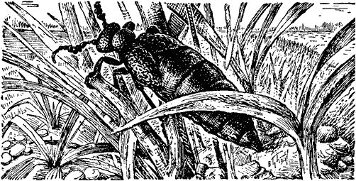 Виктор Гребенников - Тайны мира насекомых