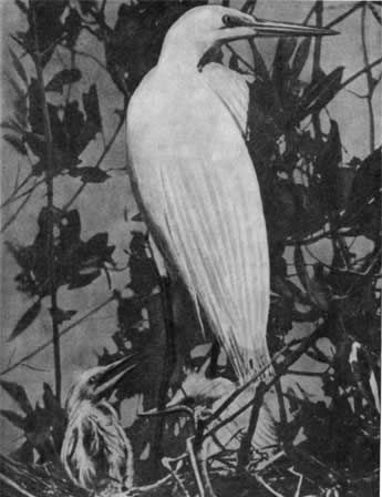 Игорь Акимушкин - Трагедия диких животных