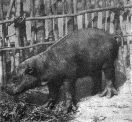 Игорь Акимушкин - Трагедия диких животных