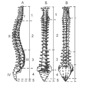 Леонид Дворкин - Подготовка юного тяжелоатлета