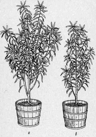 Даниил Юхимчук - Комнатное цветоводство