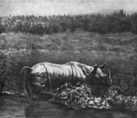 Игорь Акимушкин - Трагедия диких животных