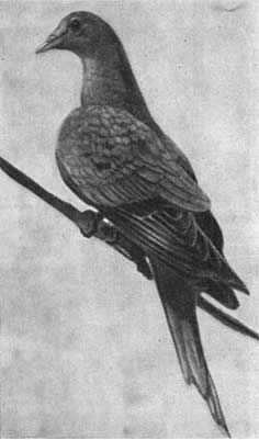 Игорь Акимушкин - Трагедия диких животных