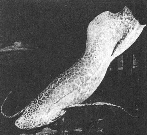 Игорь Акимушкин - Мир животных. Рассказы о змеях, крокодилах, черепахах,...