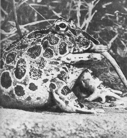 Игорь Акимушкин - Мир животных. Рассказы о змеях, крокодилах, черепахах,...