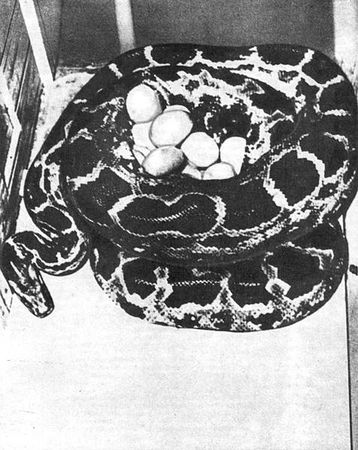 Игорь Акимушкин - Мир животных. Рассказы о змеях, крокодилах, черепахах,...