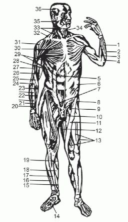Леонид Дворкин - Подготовка юного тяжелоатлета