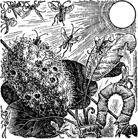 Виктор Гребенников - Тайны мира насекомых