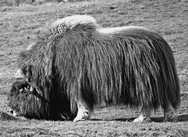 Анатолий Бернацкий - 100 великих рекордов животных