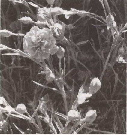 Вадим Бурлак - Неизвестный Нью-Йорк. История. Легенды. Предания