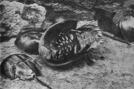 Игорь Акимушкин - Трагедия диких животных