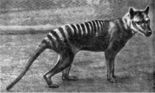 Игорь Акимушкин - Трагедия диких животных