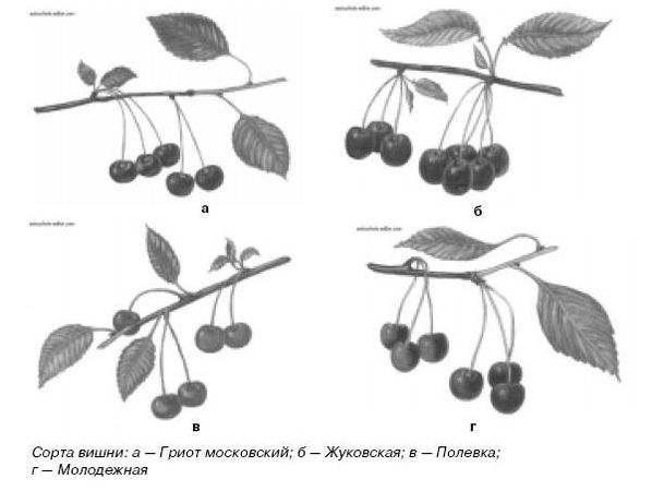 Ирина Иофина - Сбор и хранение урожая
