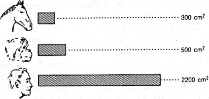 Турчин Фёдорович - Феномен науки. Кибернетический подход к эволюции