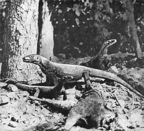 Игорь Акимушкин - Мир животных. Рассказы о змеях, крокодилах, черепахах,...