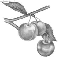 Ирина Иофина - Сбор и хранение урожая